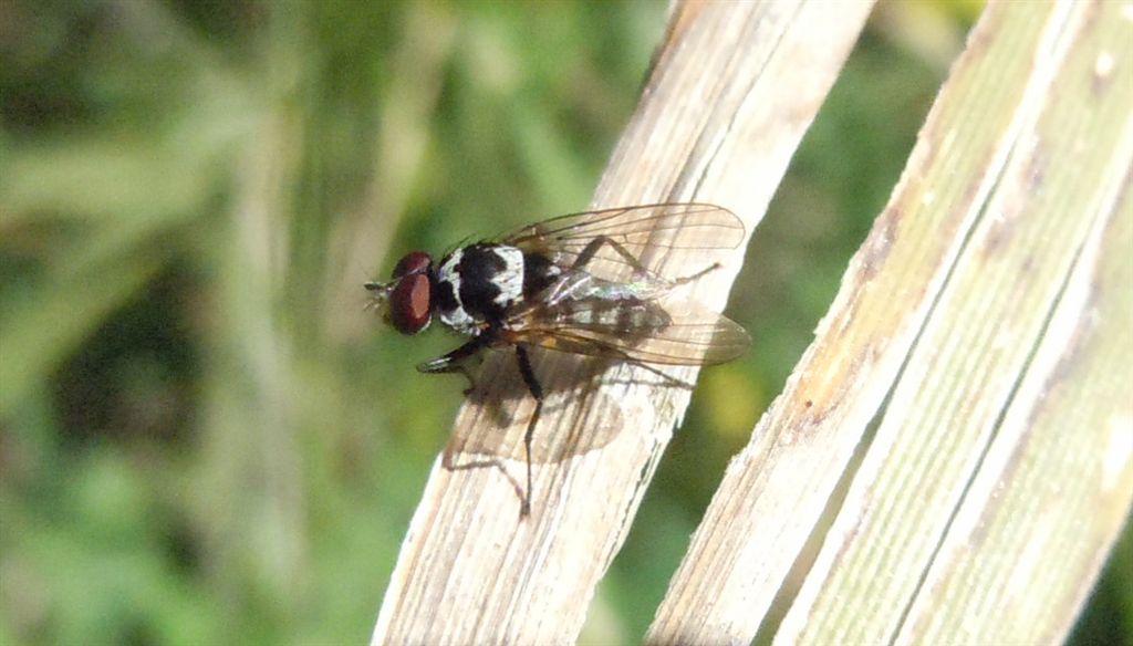 Anthomyia procellaris?